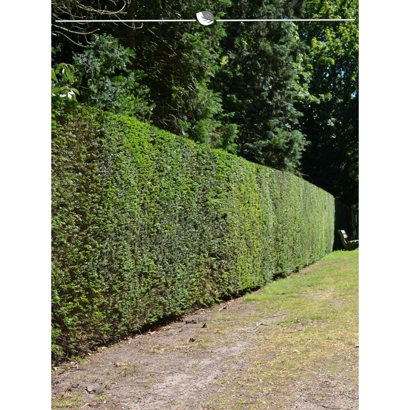 Taxus baccata 160-180 cm. 18 hedge plants. Egg hedge as privacy hedge-