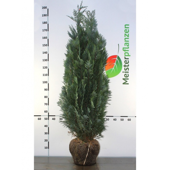 Blaue Scheinzypresse Chamaecyparis Columnaris 140-160 cm | Heckenpflanze | Gardline Blaue Scheinzypresse Chamaecyparis Columnaris 140-160 cm | Heckenpflanze | Gardline