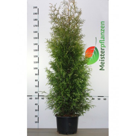 Lebensbaum Thuja Brabant 160-180 cm im Topf | Heckenpflanze | Gardline