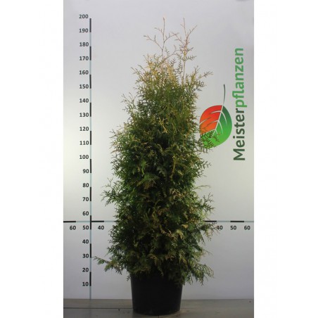 Lebensbaum Thuja Brabant 140-160 cm im Topf | Immergrüne Heckenpflanze | Gardline