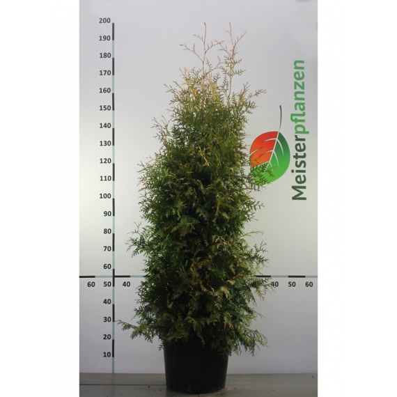 Lebensbaum Thuja Brabant 140-160 cm im Topf | Heckenpflanze | Gardline