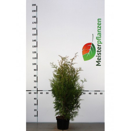 Lebensbaum Thuja Brabant 80-100 cm im Topf | Heckenpflanze | Gardline