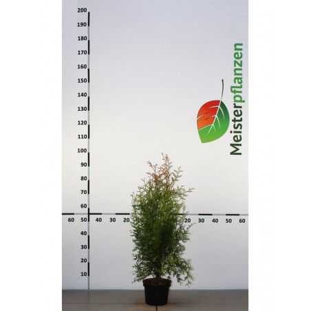 Lebensbaum Thuja Brabant 60-80 cm im Topf | Heckenpflanze | Gardline