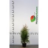 Lebensbaum Thuja Brabant 60-80 cm im Topf | Heckenpflanze | Gardline Lebensbaum Thuja Brabant 60-80 cm im Topf | Heckenpflanze | Gardline