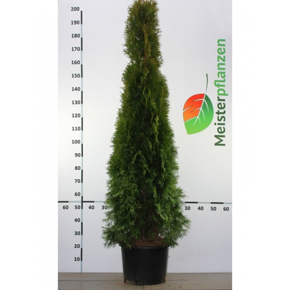 Lebensbaum Thuja Smaragd 160-180 cm im Topf | Heckenpflanze | Gardline