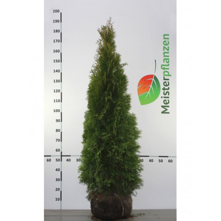 Lebensbaum Thuja Smaragd 140-160 cm im Topf | Immergrüne Heckenpflanze | Gardline