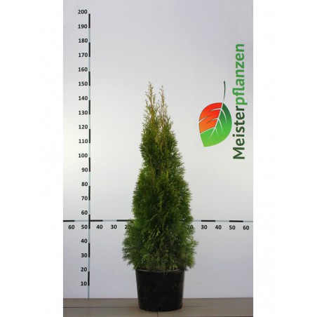 Lebensbaum Thuja Smaragd 120-140 cm im Topf | Immergrüne Heckenpflanze | Gardline