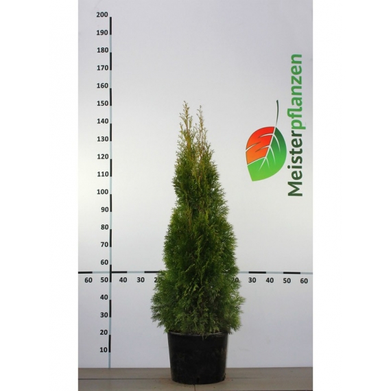 Lebensbaum Thuja Smaragd 120-140 cm im Topf | Heckenpflanze | Gardline