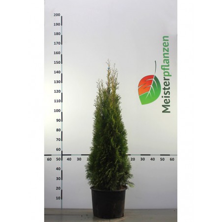 Lebensbaum Thuja Smaragd 100-120 cm im Topf | Heckenpflanze | Gardline