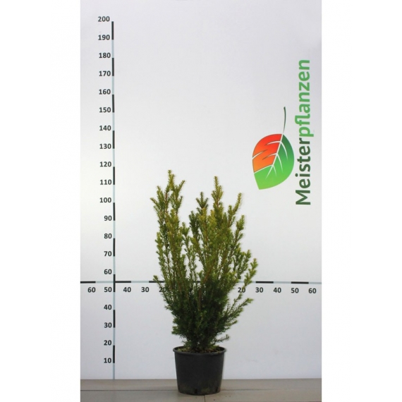 Fruchtende Bechereibe Taxus media Hicksii 80-100 cm im Topf | Heckenpflanze | Gardline