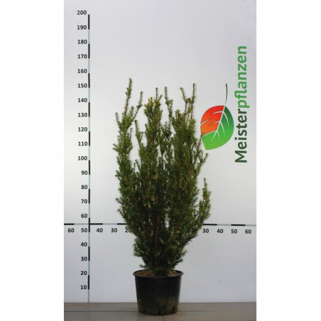 Fruchtende Bechereibe Taxus media Hicksii 100-120 cm im Topf | Immergrüne Heckenpflanze | Gardline