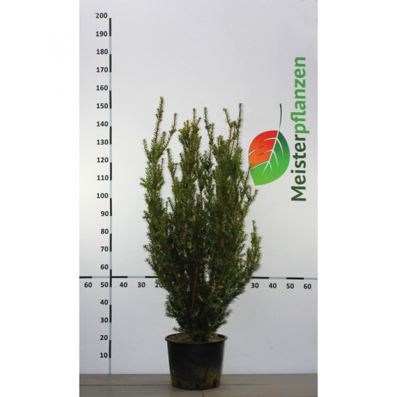Fruchtende Bechereibe Taxus media Hicksii 100-120 cm im Topf | Heckenpflanze | Gardline