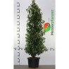 Portugiesischer Kirschlorbeer Prunus Angustifolia 160-180 cm im Topf | Heckenpflanze | Gardline Portugiesischer Kirschlorbeer Prunus Angustifolia 160-180 cm im Topf | Heckenpflanze | Gardline