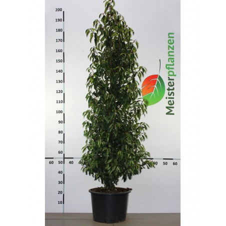 Portugiesischer Kirschlorbeer Prunus Angustifolia 180-200 cm im Topf | Immergrüne Heckenpflanze | Gardline
