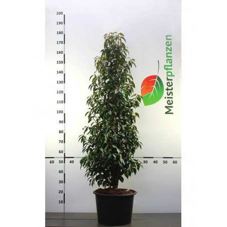 Portugiesischer Kirschlorbeer Prunus Angustifolia 140-160 cm im Topf | Immergrüne Heckenpflanze | Gardline