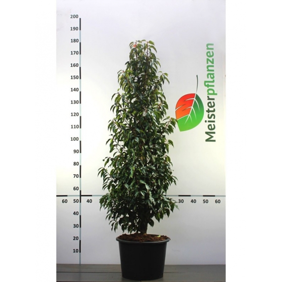 Portugiesischer Kirschlorbeer Prunus Angustifolia 140-160 cm im Topf | Heckenpflanze | Gardline