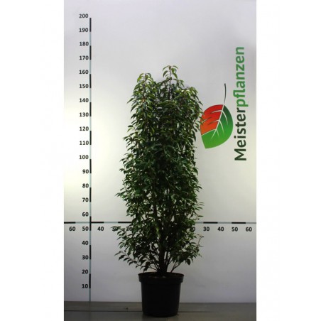 Portugiesischer Kirschlorbeer Prunus Angustifolia 120-140 cm im Topf | Immergrüne Heckenpflanze | Gardline