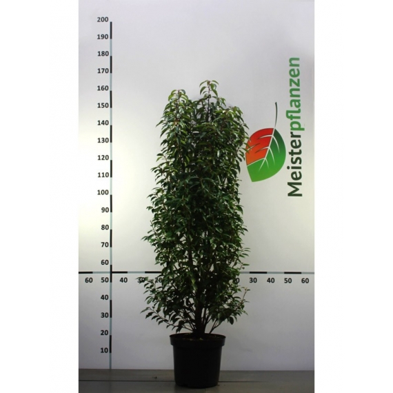 Portugiesischer Kirschlorbeer Prunus Angustifolia 120-140 cm im Topf | Heckenpflanze | Gardline