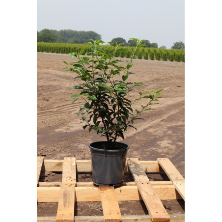 Portugiesischer Kirschlorbeer Prunus Angustifolia 40-60 cm im Topf | Immergrüne Heckenpflanze | Gardline