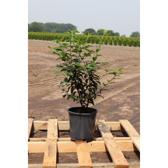 Portugiesischer Kirschlorbeer Prunus Angustifolia 40-60 cm im Topf | Heckenpflanze | Gardline