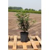 Portugiesischer Kirschlorbeer Prunus Angustifolia 40-60 cm im Topf | Heckenpflanze | Gardline Portugiesischer Kirschlorbeer Prunus Angustifolia 40-60 cm im Topf | Heckenpflanze | Gardline