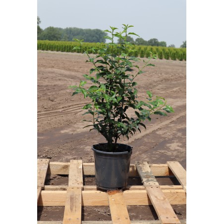 Portugiesischer Kirschlorbeer Prunus Angustifolia 60-80 cm im Topf | Immergrüne Heckenpflanze | Gardline