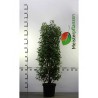 Portugiesischer Kirschlorbeer Prunus Angustifolia 100-120 cm im Topf | Heckenpflanze | Gardline Portugiesischer Kirschlorbeer Prunus Angustifolia 100-120 cm im Topf | Heckenpflanze | Gardline