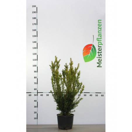 Fruchtende Bechereibe Taxus media Hicksii 60-80 cm im Topf | Immergrüne Heckenpflanze | Gardline