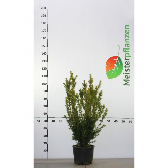 Fruchtende Bechereibe Taxus media Hicksii 60-80 cm im Topf | Heckenpflanze | Gardline Fruchtende Bechereibe Taxus media Hicksii 60-80 cm im Topf | Heckenpflanze | Gardline