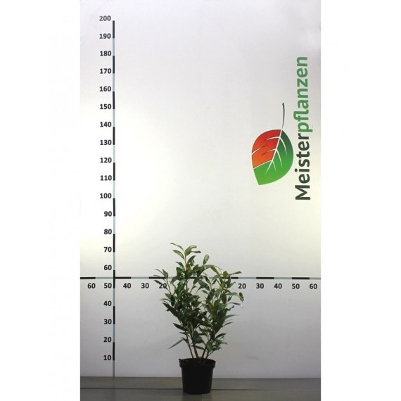 Kirschlorbeer Prunus Caucasica 40-60 cm im Topf | Heckenpflanze | Gardline Kirschlorbeer Prunus Caucasica 40-60 cm im Topf | Heckenpflanze | Gardline