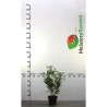 Kirschlorbeer Prunus Caucasica 40-60 cm im Topf | Heckenpflanze | Gardline Kirschlorbeer Prunus Caucasica 40-60 cm im Topf | Heckenpflanze | Gardline