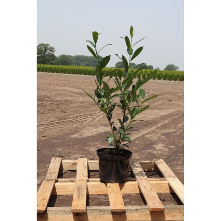 Kirschlorbeer Prunus Caucasica 60-80 cm im Topf | Immergrüne Heckenpflanze | Gardline