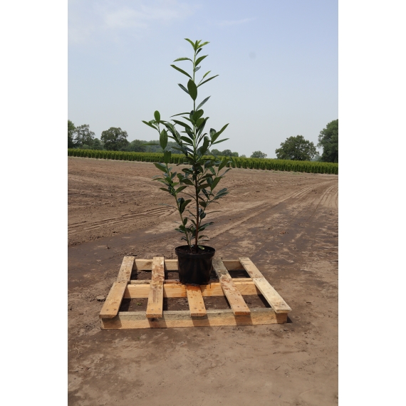 Kirschlorbeer Prunus Caucasica 80-100 cm im Topf | Heckenpflanze | Gardline