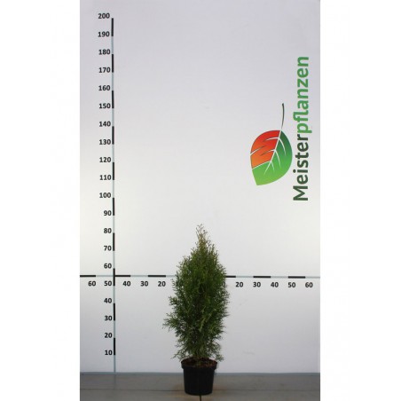 Lebensbaum Thuja Smaragd 60-80 cm im Topf | Immergrüne Heckenpflanze | Gardline
