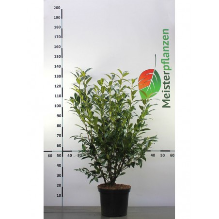 Kirschlorbeer Prunus Herbergii 100-120 cm im Topf | Immergrüne Heckenpflanze | Gardline