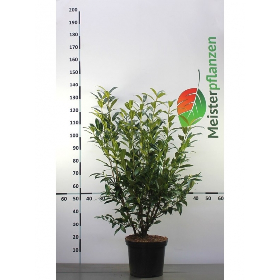 Kirschlorbeer Prunus Herbergii 100-120 cm im Topf | Heckenpflanze | Gardline