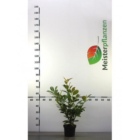 Großblättriger Kirschlorbeer Prunus Rotundifolia 40-60 cm im Topf | Immergrüne Heckenpflanze | Gardline