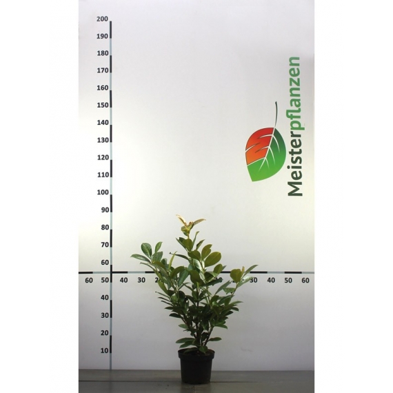 Großblättriger Kirschlorbeer Prunus Rotundifolia 40-60 cm im Topf | Heckenpflanze | Gardline