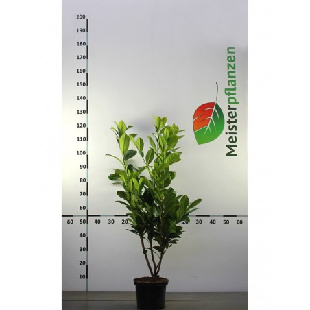 Großblättriger Kirschlorbeer Prunus Rotundifolia 60-80 cm im Topf | Heckenpflanze | Gardline