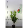 Großblättriger Kirschlorbeer Prunus Rotundifolia 80-100 cm im Topf | Heckenpflanze | Gardline Großblättriger Kirschlorbeer Prunus Rotundifolia 80-100 cm im Topf | Heckenpflanze | Gardline