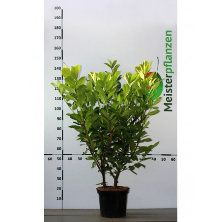 Großblättriger Kirschlorbeer Prunus Rotundifolia 100-120 cm im Topf | Immergrüne Heckenpflanze | Gardline