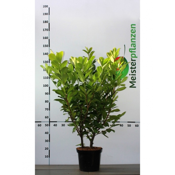 Großblättriger Kirschlorbeer Prunus Rotundifolia 100-120 cm im Topf | Heckenpflanze | Gardline