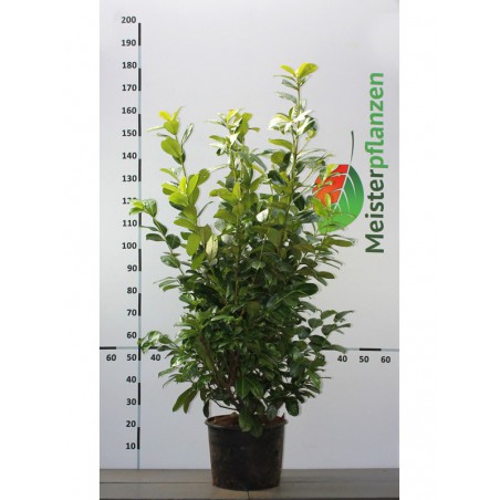 Großblättriger Kirschlorbeer Prunus Rotundifolia 120-140 cm im Topf | Immergrüne Heckenpflanze | Gardline