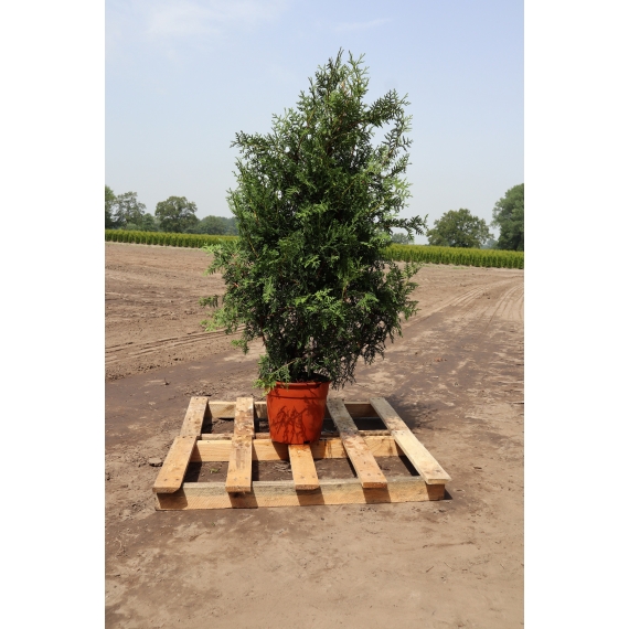 Lebensbaum Thuja Brabant 100-120 cm im Topf | Heckenpflanze | Gardline