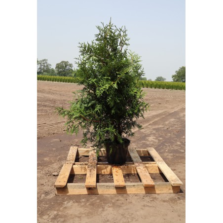 Lebensbaum Thuja Brabant 120-140 cm im Topf | Heckenpflanze | Gardline