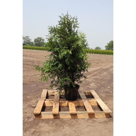 Lebensbaum Thuja Brabant 120-140 cm im Topf | Heckenpflanze | Gardline