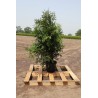 Lebensbaum Thuja Brabant 120-140 cm im Topf | Heckenpflanze | Gardline Lebensbaum Thuja Brabant 120-140 cm im Topf | Heckenpflanze | Gardline
