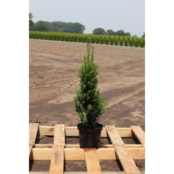 Nicht-Fruchtende Bechereibe Taxus media Hillii 40-50 cm im Topf | Heckenpflanze | Gardline Nicht-Fruchtende Bechereibe Taxus media Hillii 40-50 cm im Topf | Heckenpflanze | Gardline