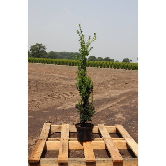 Nicht-Fruchtende Bechereibe Taxus media Hillii 60-80 cm im Topf | Heckenpflanze | Gardline