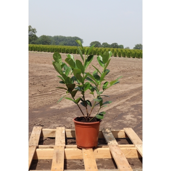 Kirschlorbeer Prunus Novita 40-60 cm im Topf | Heckenpflanze | Gardline Kirschlorbeer Prunus Novita 40-60 cm im Topf | Heckenpflanze | Gardline